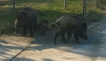 Inwentaryzacja dzików na terenie Nadleśnictwa Trzebież