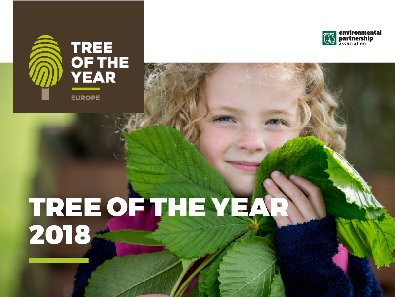 Europejskie Drzewo Roku 2018: głosowanie rozpoczęte!