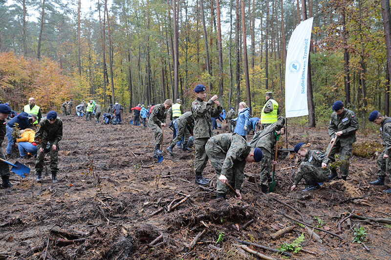 Akcja sadzenia drzew