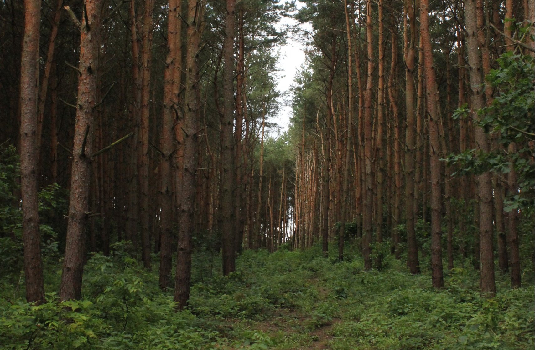 Badania gleb leśnych na terenie powiatu polickiego – informacja dla mieszkańców
