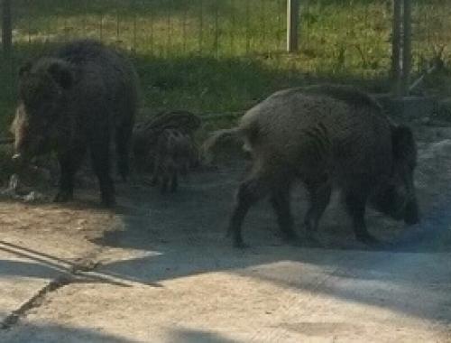 Inwentaryzacja dzików na terenie Nadleśnictwa Trzebież