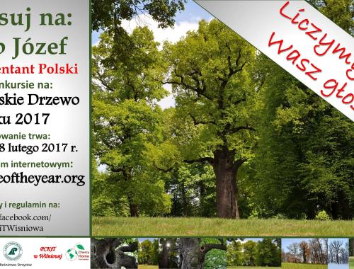 Zagłosuj na dąb Józef w międzynarodowym plebiscycie