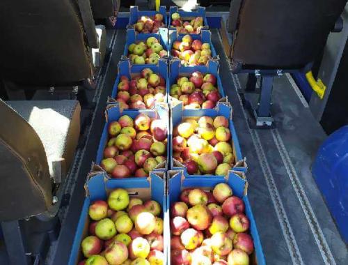 Ponad 500 kg jabłek przekazało Powiatowe Centrum Pomocy Rodzinie w Policach