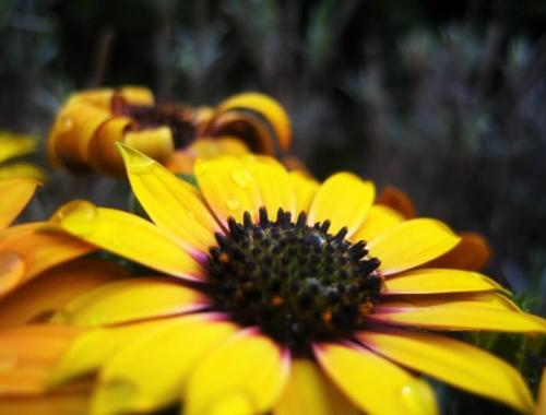 Dzień Straży Gminnej - życzenia