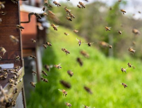 Nabór na bezpłatny kwalifikacyjny kurs zawodowy w zawodzie Pszczelarz