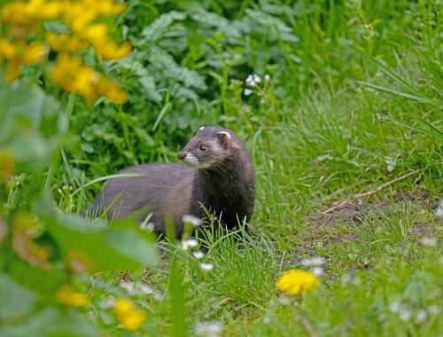 Komunikat Powiatowego Lekarza Weterynarii w Szczecinie