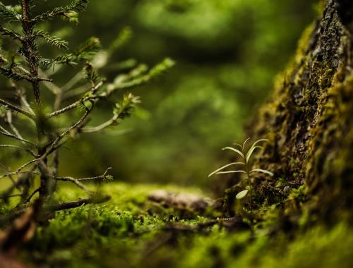 Światowy Dzień Ziemi