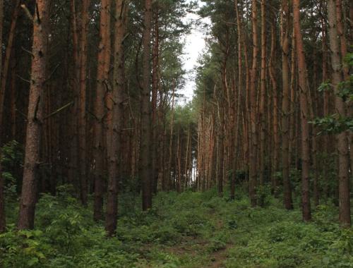 Badania gleb leśnych na terenie powiatu polickiego – informacja dla mieszkańców