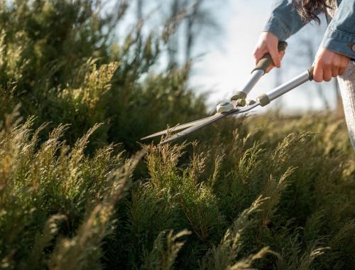 przycinanie zywopłotów